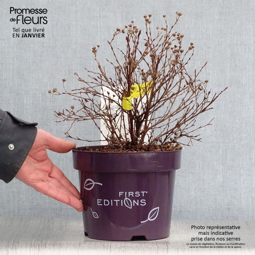 Potentilla fruticosa Lemon Meringue Maceta 2L/3L Ejemplar entregado en invierno