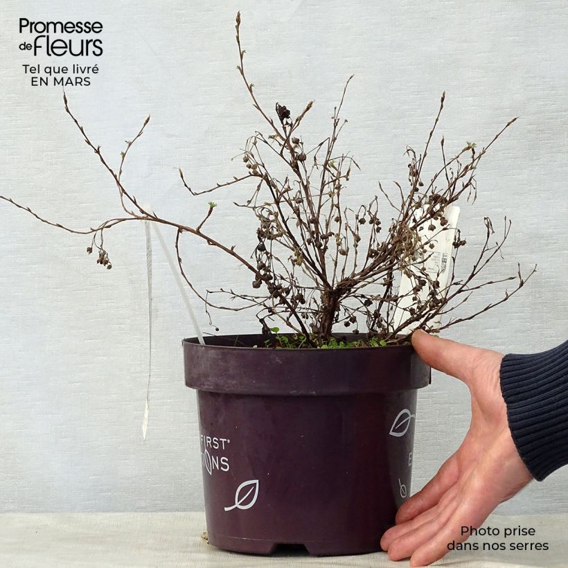 Potentilla fruticosa Lemon Meringue Maceta 2L/3L Ejemplar entregado en la primavera