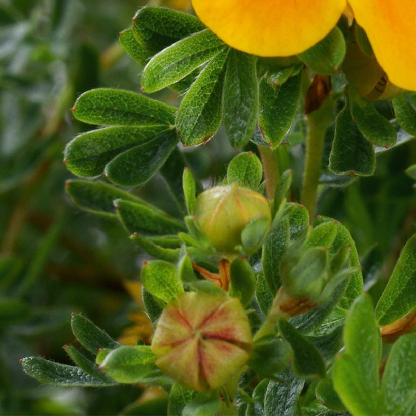 Potentilla fruticosa Mandarin Tango (Follaje)