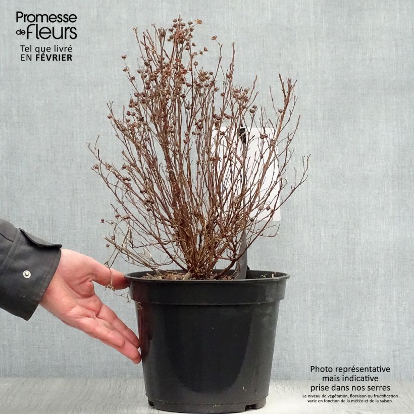Potentilla fruticosa Mango Tango Maceta 2L/3L Ejemplar entregado en invierno