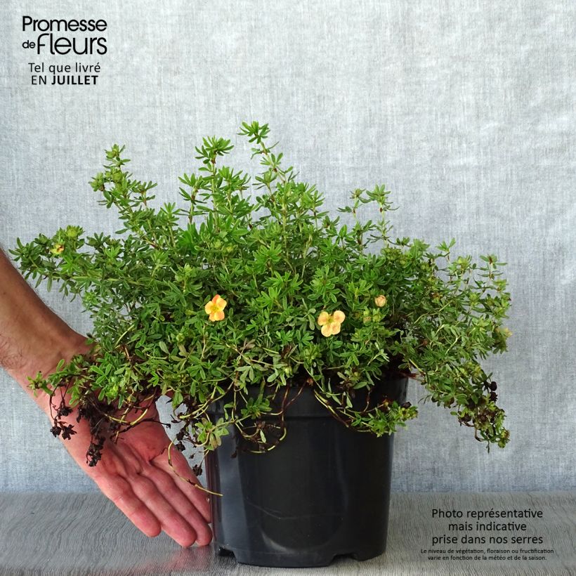 Ejemplar de Potentilla fruticosa Marian Red Robin Maceta 1L/1,5L entregado en verano