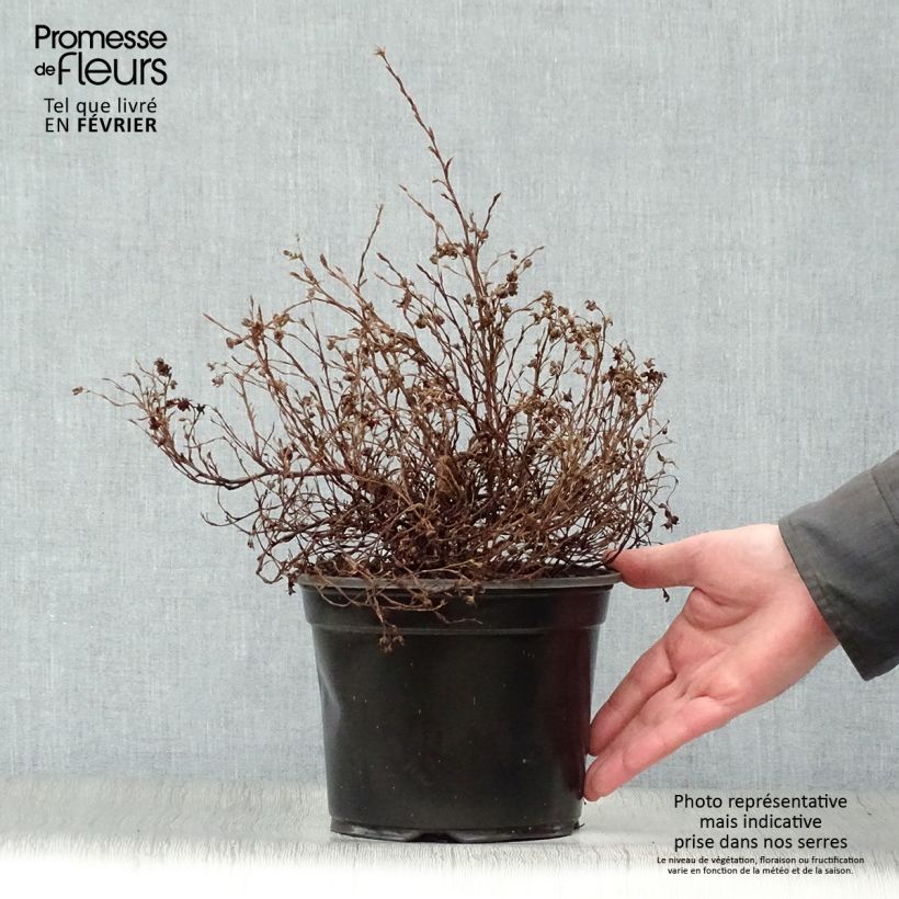 Potentilla fruticosa Marian Red Robin Maceta 1L/1,5L Ejemplar entregado en invierno