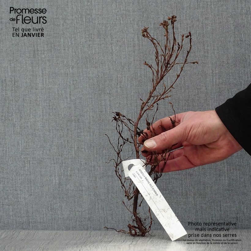 Potentilla fruticosa Marian Red Robin Raíces desnudas Ejemplar entregado en invierno