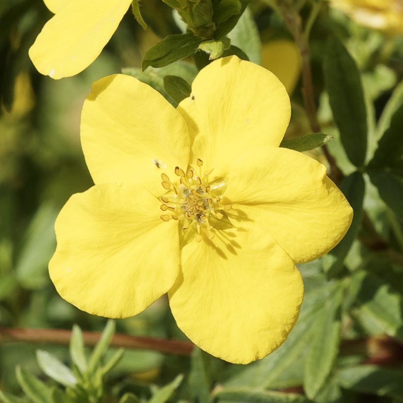 Potentilla fruticosa Medicine Wheel Mountain (Floración)