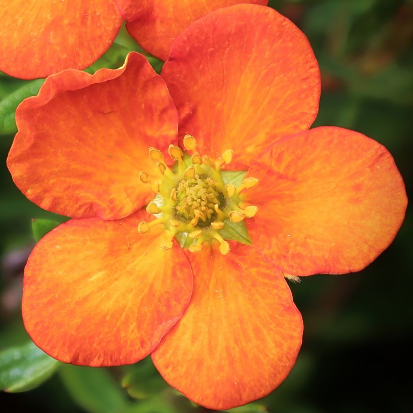Potentilla fruticosa Orangissima (Floración)