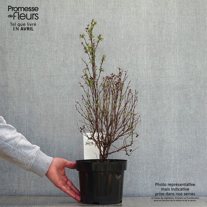 Potentilla fruticosa Pink Paradise Maceta 2L/3L Ejemplar entregado en la primavera
