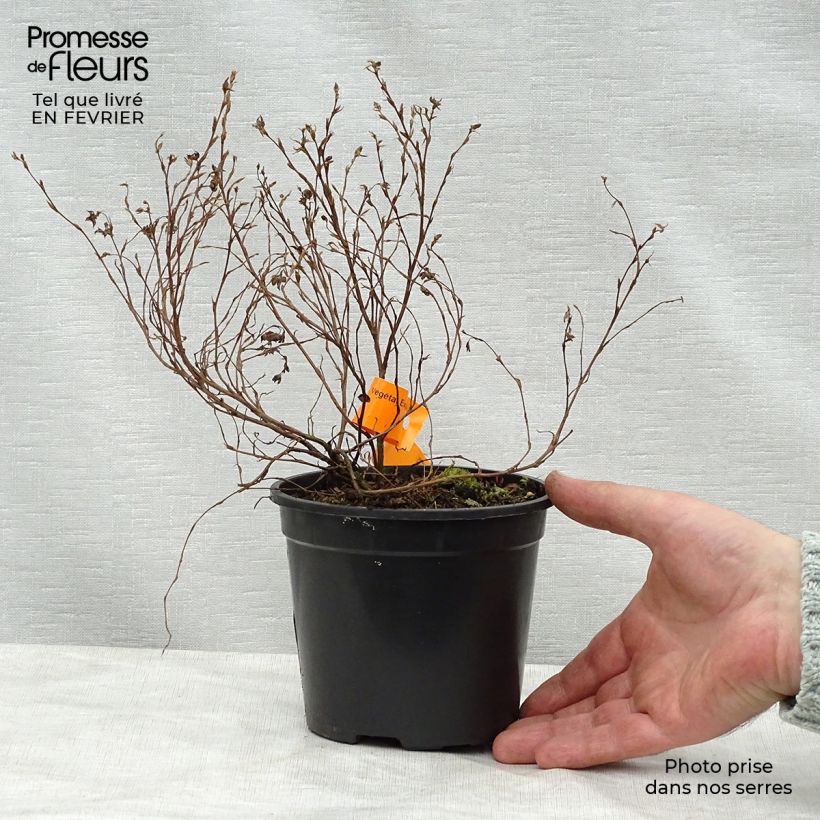 Potentilla fruticosa Red Ace Maceta 1L/1,5L Ejemplar entregado en invierno