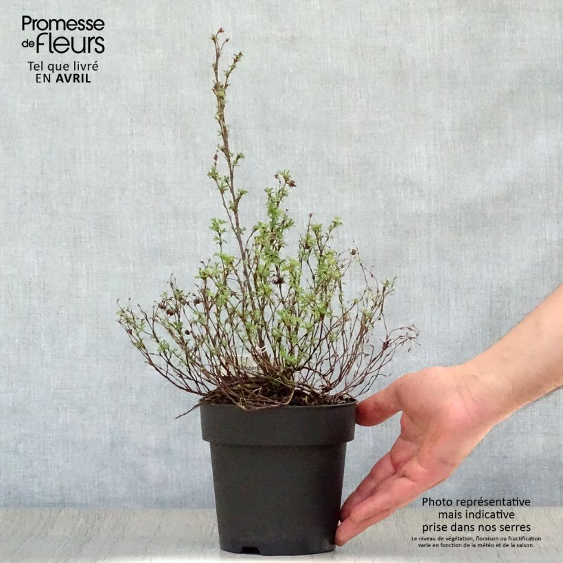 Potentilla fruticosa Red Ace Maceta 1L/1,5L Ejemplar entregado en la primavera