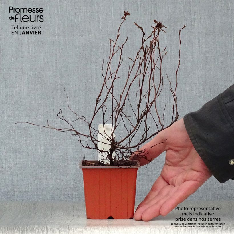 Potentilla fruticosa Red Ace Maceta de 8/9 cm Ejemplar entregado en invierno