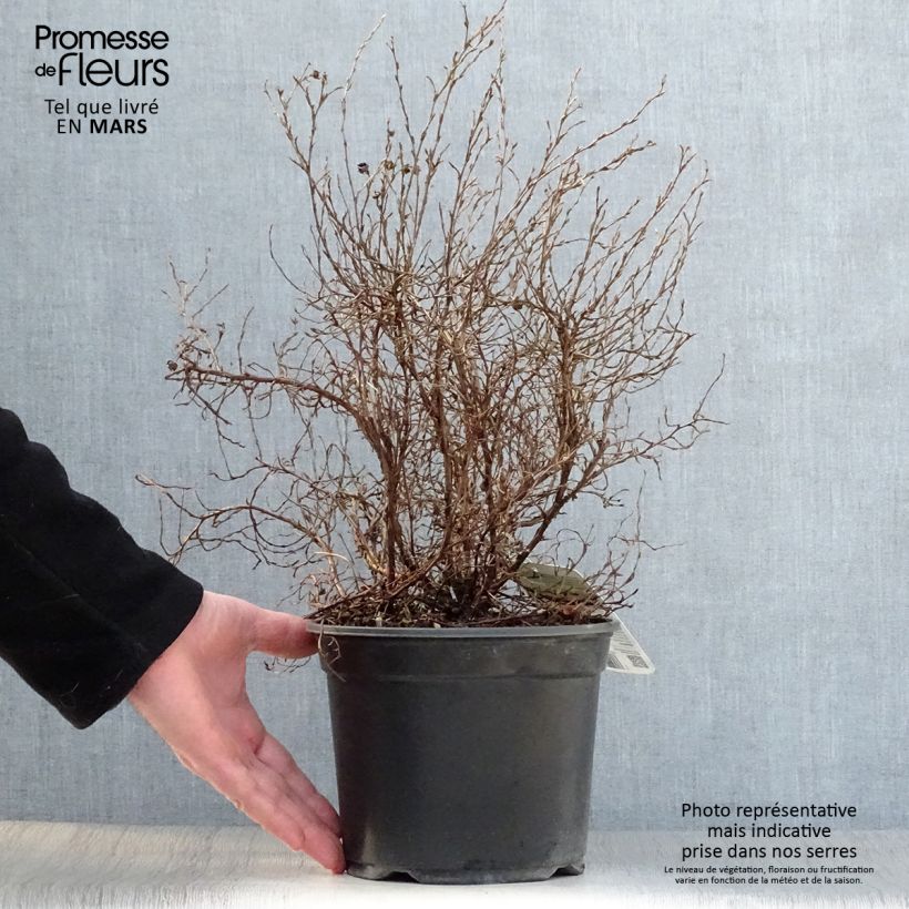 Potentilla fruticosa Tangerine Maceta 2L/3L Ejemplar entregado en la primavera
