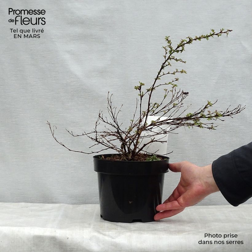 Potentilla fruticosa White Lady Maceta 3L/4L Ejemplar entregado en la primavera