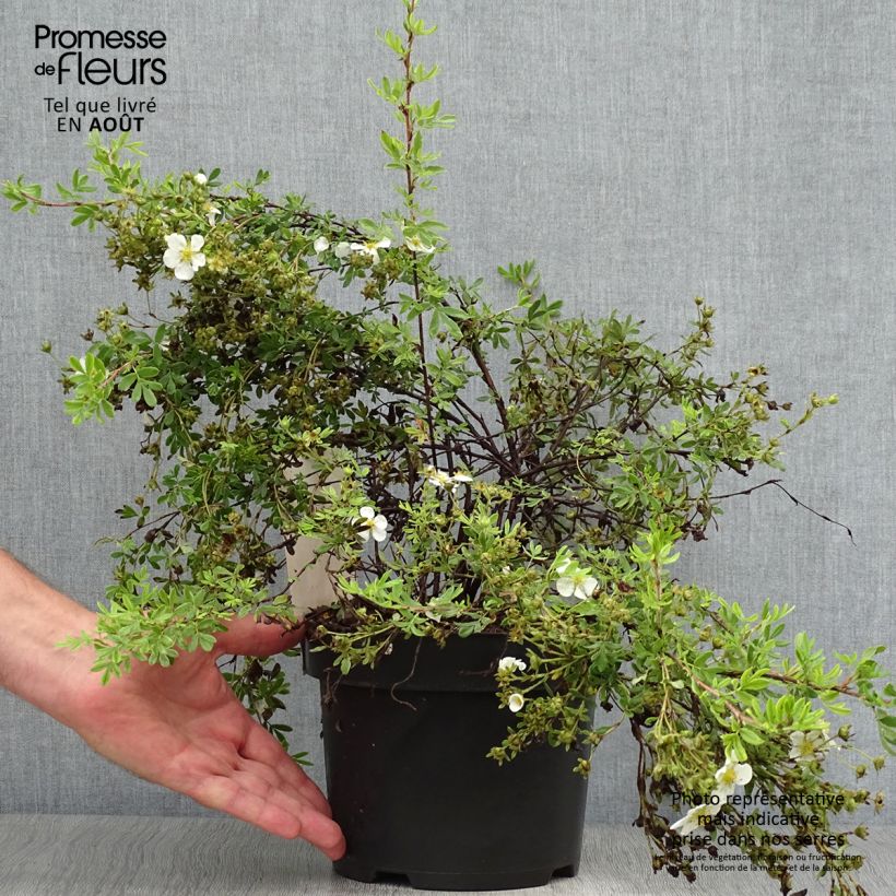 Ejemplar de Potentilla fruticosa White Lady Maceta 3L/4L entregado en verano