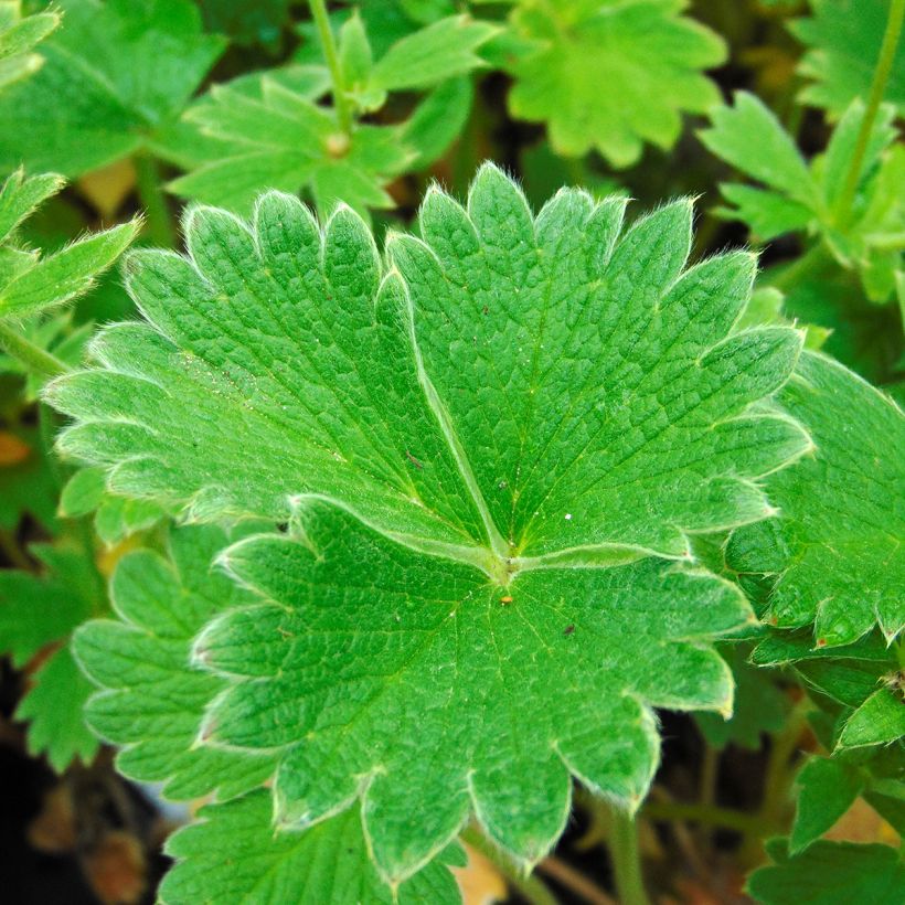 Potentilla megalantha (Follaje)