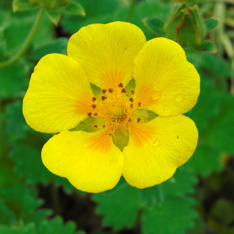 Potentilla megalantha (Floración)