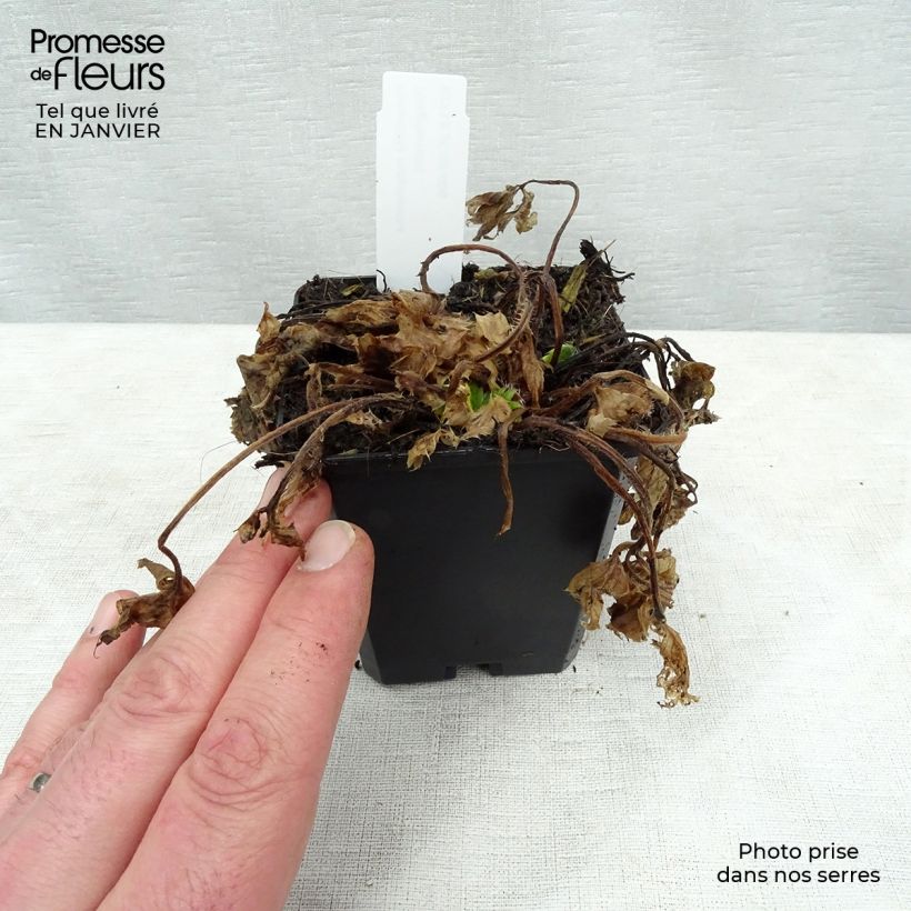 Potentilla megalantha Maceta de 8/9 cm Ejemplar entregado en invierno