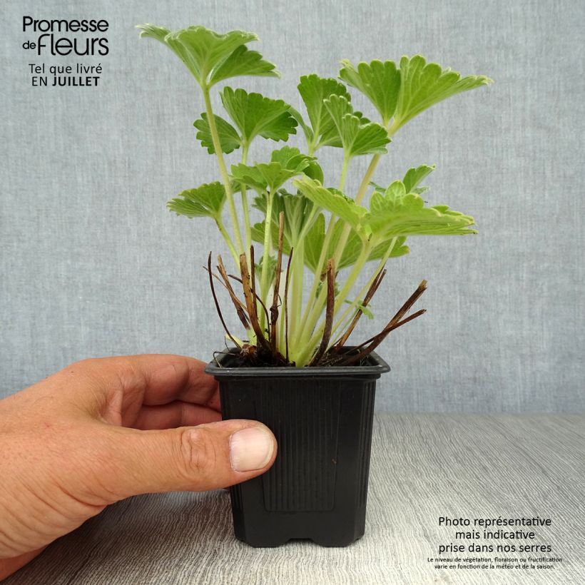 Ejemplar de Potentilla megalantha Maceta de 8/9 cm entregado en verano