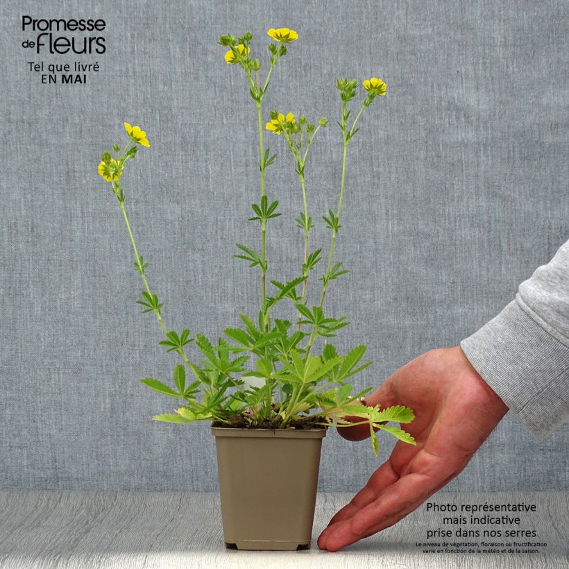 Potentilla recta Warrenii Maceta de 8/9 cm Ejemplar entregado en la primavera