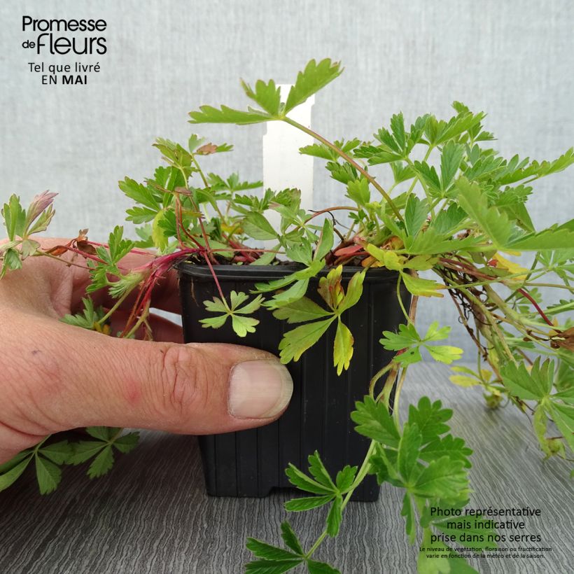 Potentilla verna Maceta de 8/9 cm Ejemplar entregado en la primavera