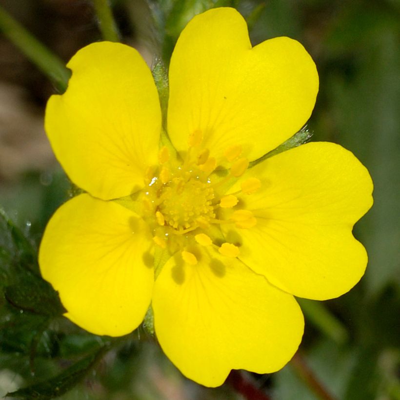 Potentilla verna (Floración)
