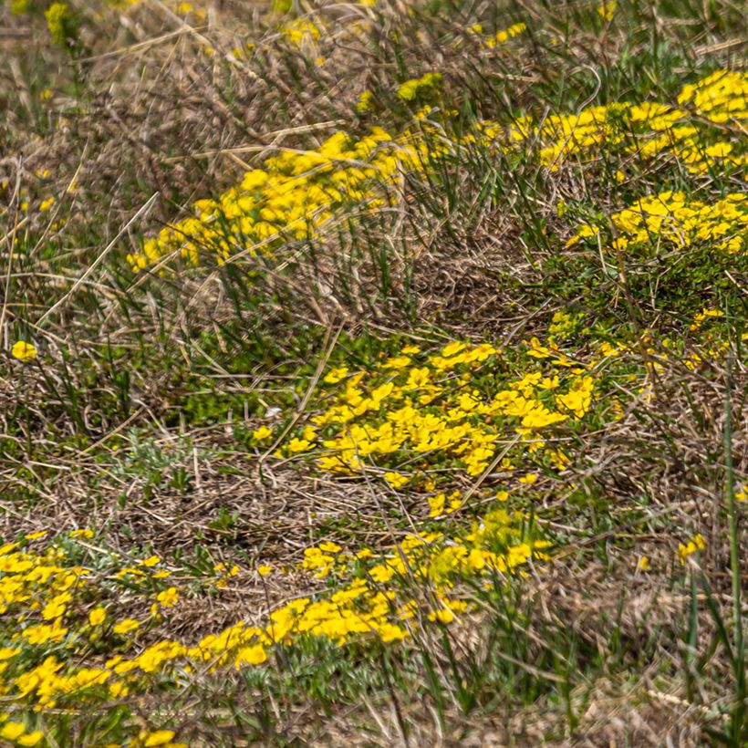 Potentilla verna (Porte)