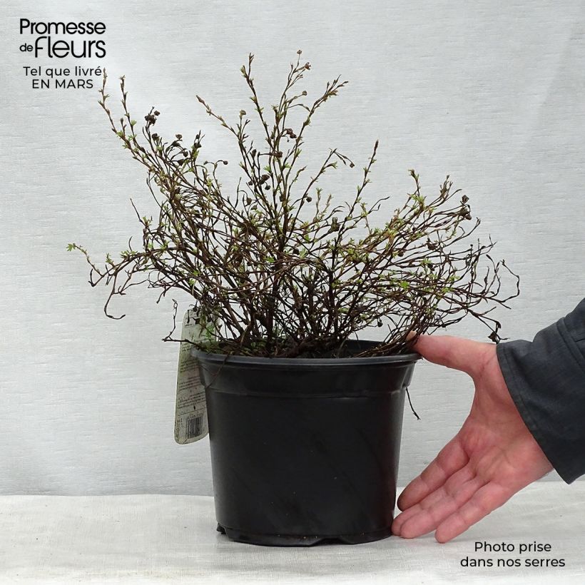 Potentilla fruticosa Princess Pink Queen Maceta 2L/3L Ejemplar entregado en la primavera