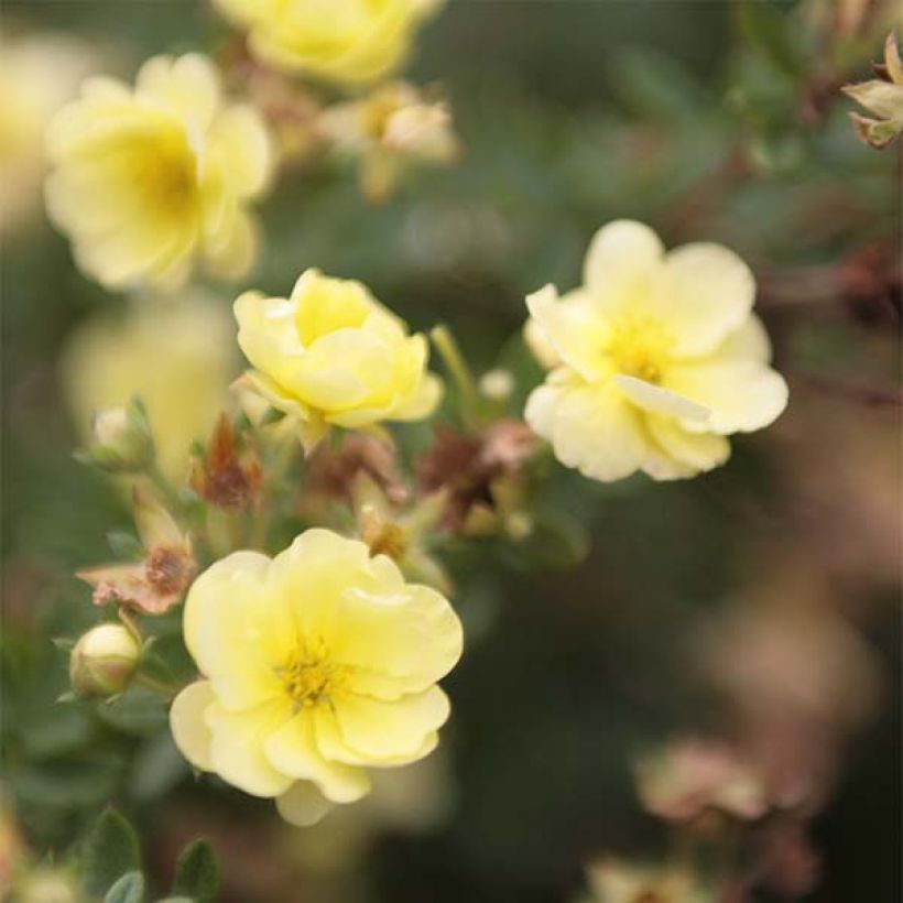 Potentilla fruticosa Lemon Meringue (Floración)