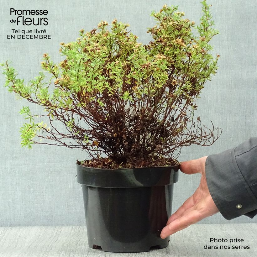 Potentilla fruticosa Bella Sol Maceta 2L/3L Ejemplar entregado en invierno
