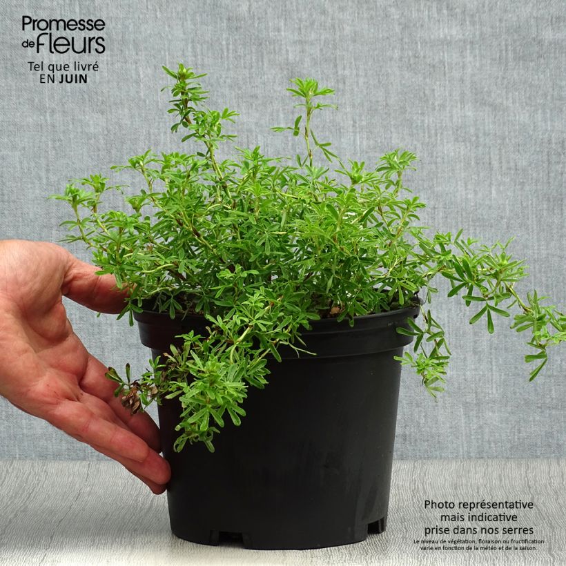 Ejemplar de Potentilla fruticosa Bella Sol Maceta 2L/3L entregado en verano