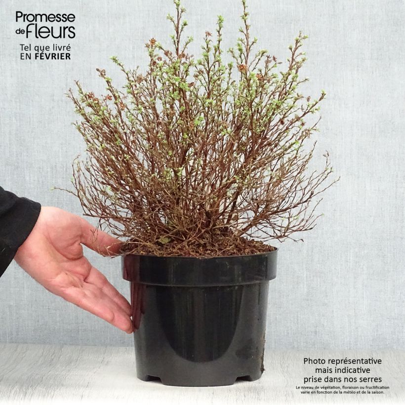 Potentilla fruticosa Kobold Maceta 3L/4L Ejemplar entregado en invierno
