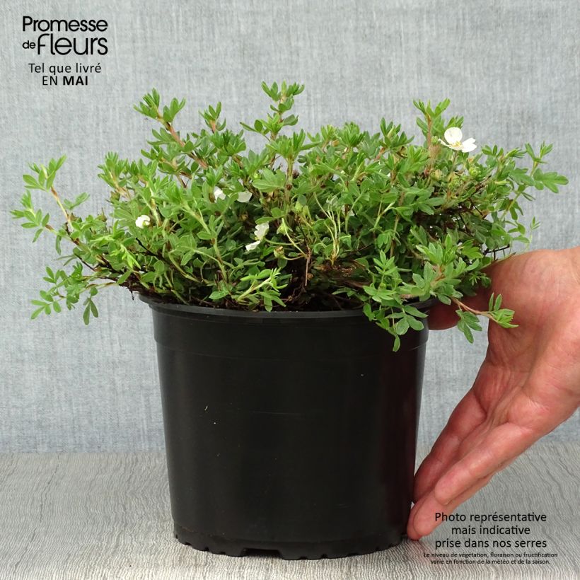 Potentilla fruticosa Bella Bianca Maceta 2L/3L Ejemplar entregado en la primavera