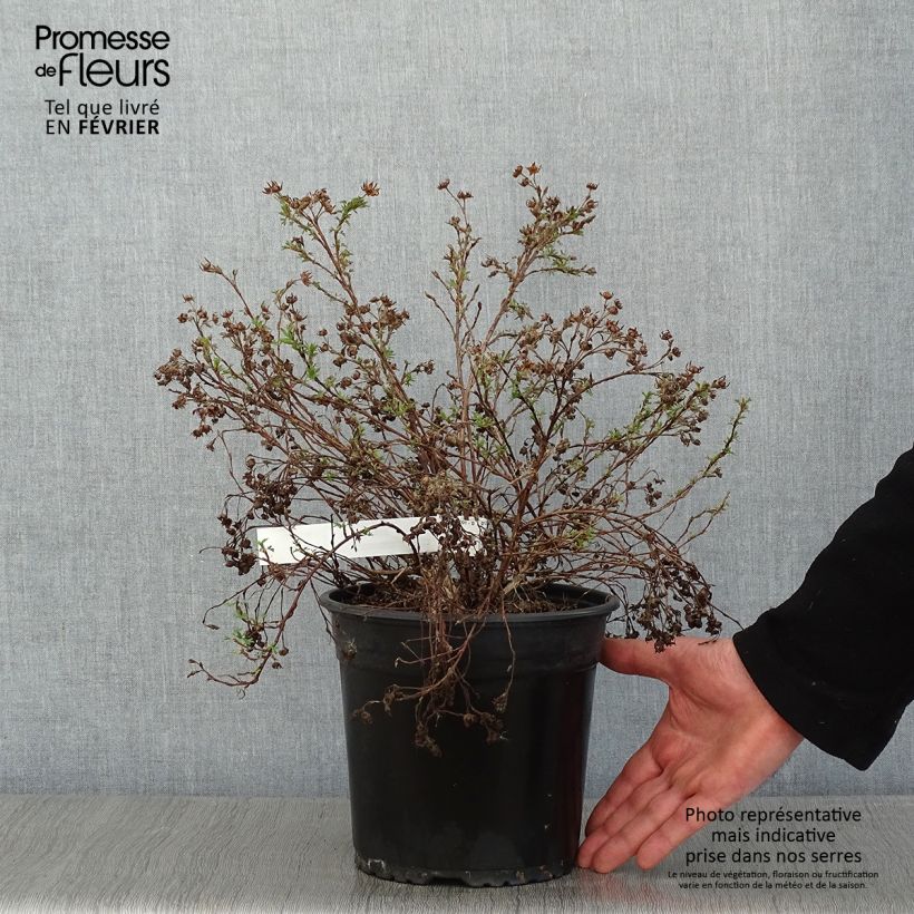 Potentilla fruticosa Creamissima Maceta 4L/5L Ejemplar entregado en invierno