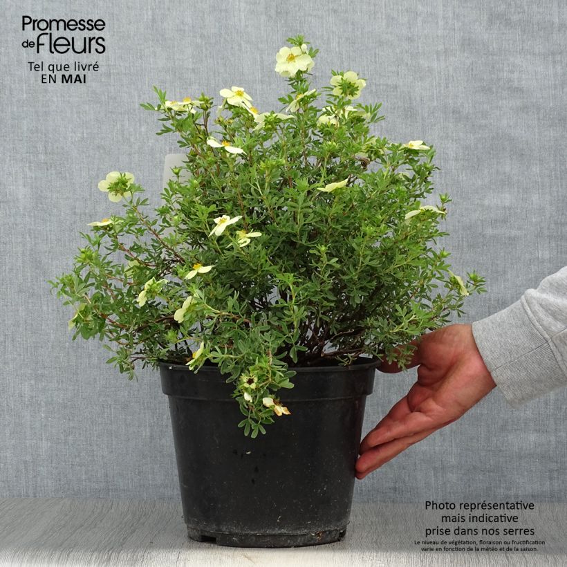 Potentilla fruticosa Creamissima Maceta 4L/5L Ejemplar entregado en la primavera