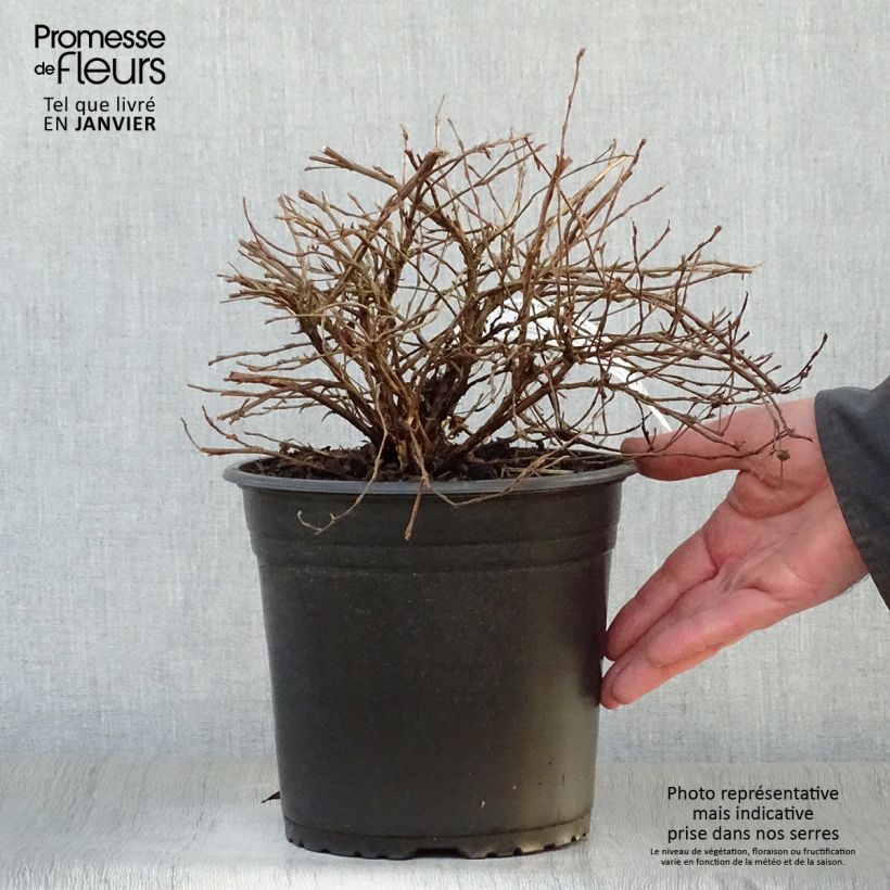 Potentilla fruticosa Double Punch Cream Maceta 3L/4L Ejemplar entregado en invierno