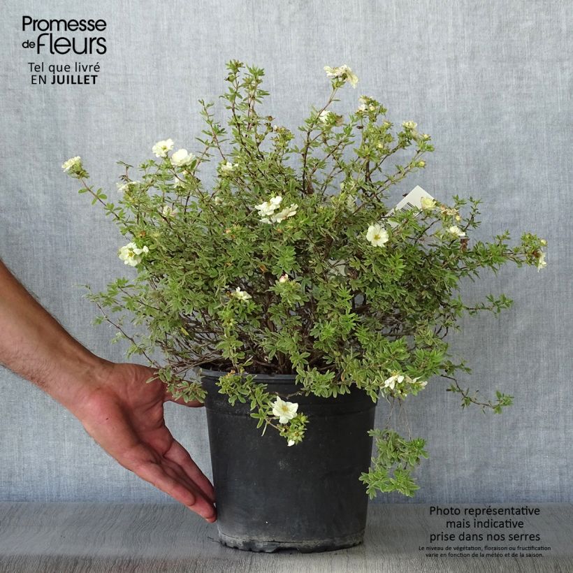 Ejemplar de Potentilla fruticosa Double Punch Cream Maceta 3L/4L entregado en verano