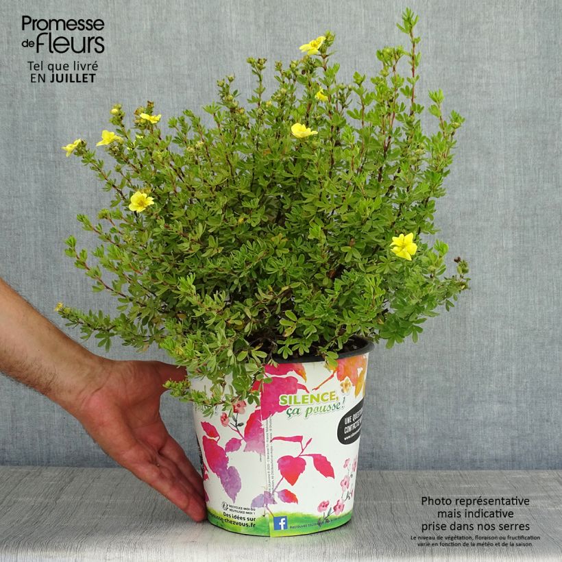 Ejemplar de Potentilla fruticosa Double Punch Gold Maceta 2L/3L entregado en verano