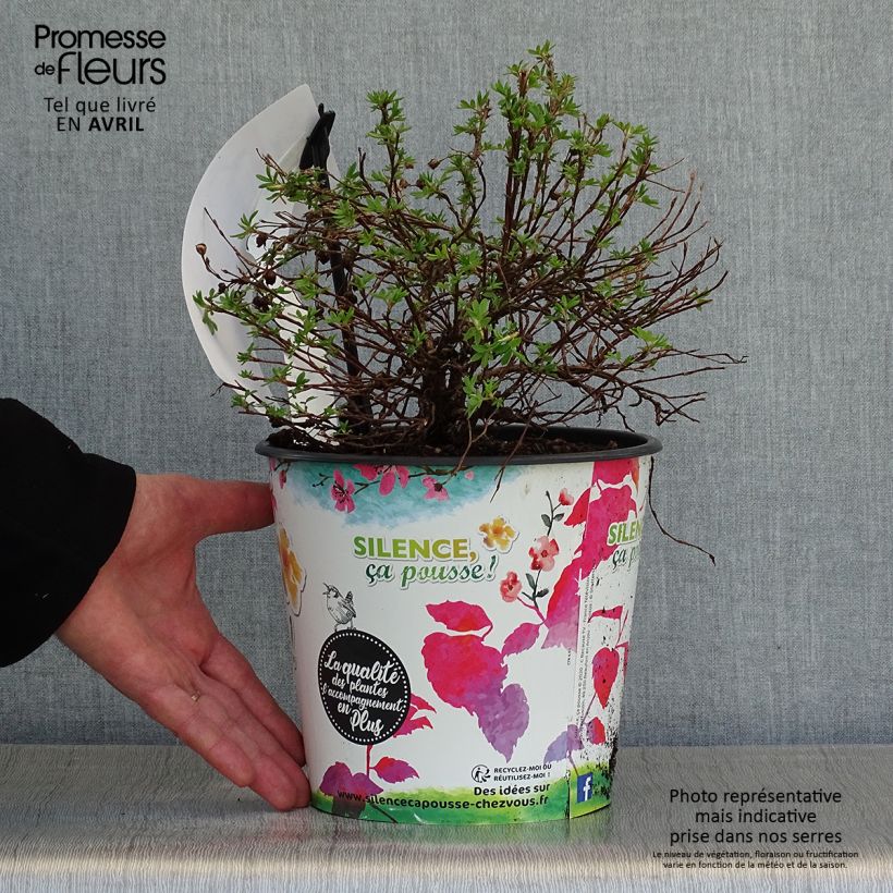 Potentilla fruticosa Double Punch Gold Maceta 2L/3L Ejemplar entregado en la primavera