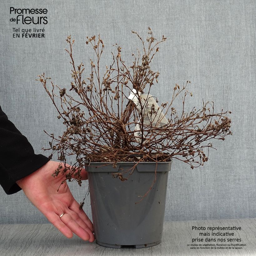Potentilla fruticosa Double Punch Peach Maceta 3L/4L Ejemplar entregado en invierno