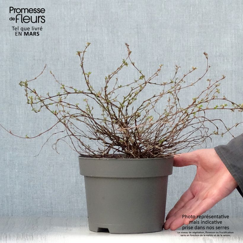 Potentilla fruticosa Elizabeth Maceta 2L/3L Ejemplar entregado en la primavera