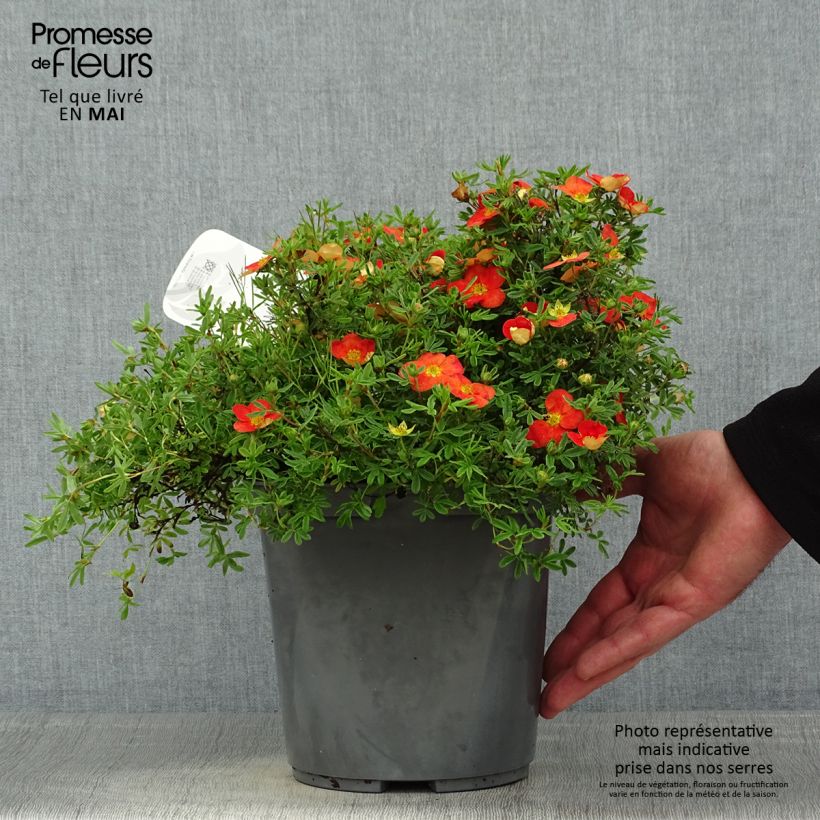 Potentilla fruticosa Red joker Maceta 3L/4L Ejemplar entregado en la primavera