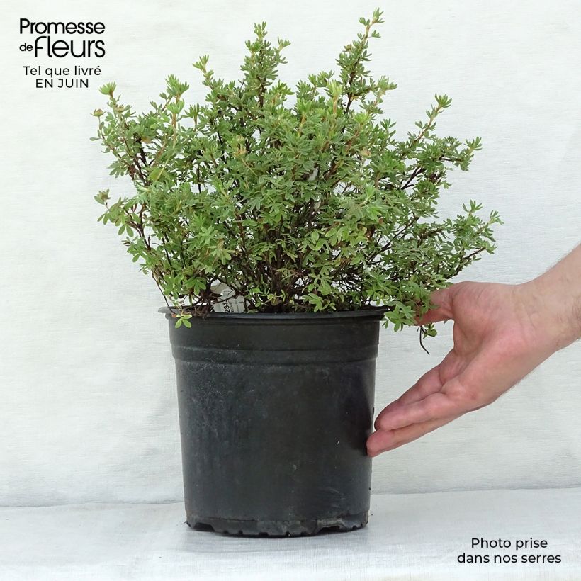 Ejemplar de Potentilla fruticosa Red'issima Maceta 4L/5L entregado en verano