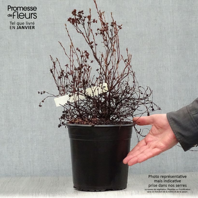 Potentilla fruticosa Red'issima Maceta 4L/5L Ejemplar entregado en invierno