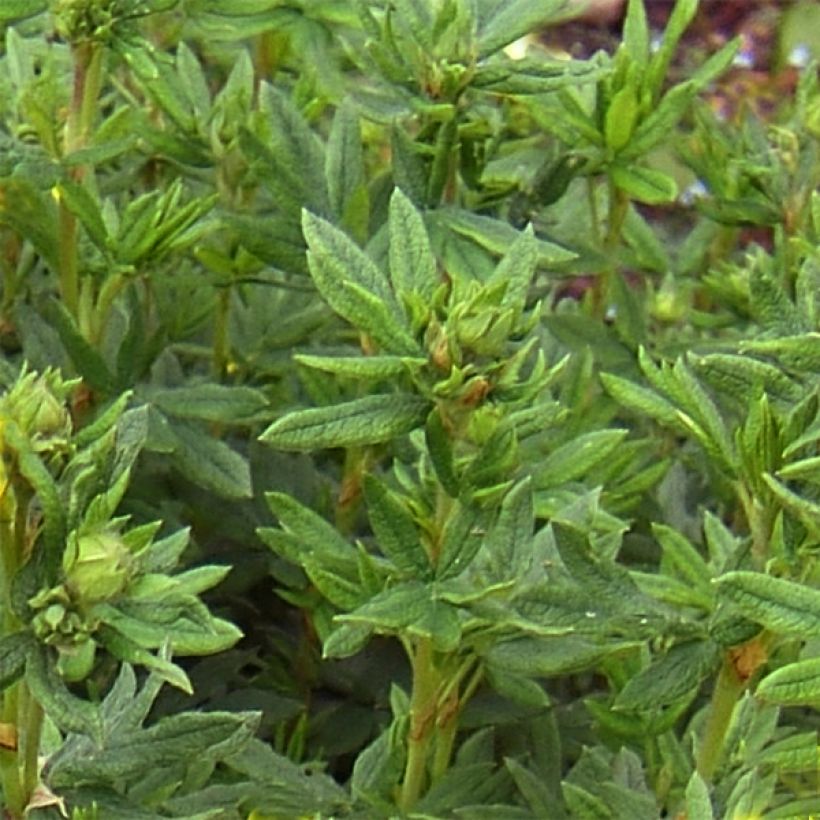 Potentilla fruticosa Red Lady (Follaje)