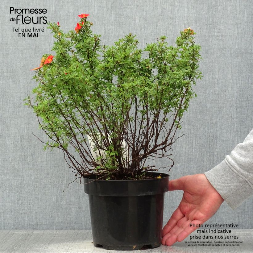 Potentilla fruticosa Red Lady Maceta 2L/3L Ejemplar entregado en la primavera
