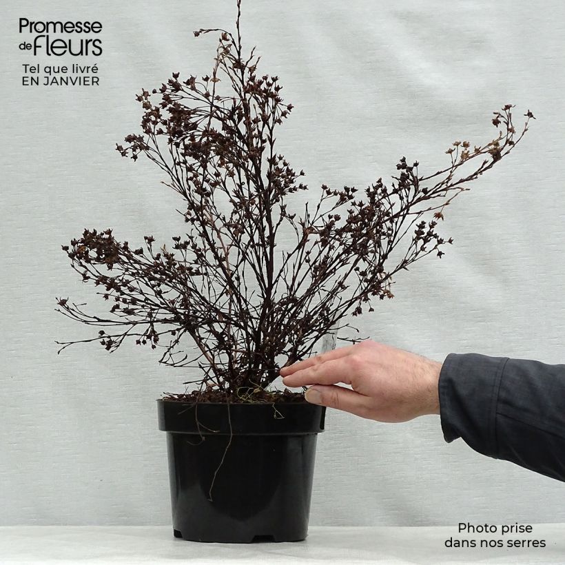 Potentilla fruticosa Abbotswood Maceta 2L/3L Ejemplar entregado en invierno