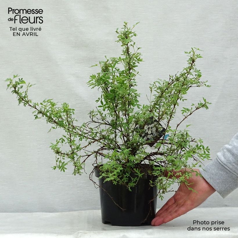 Potentilla fruticosa Abbotswood Maceta 2L/3L Ejemplar entregado en la primavera