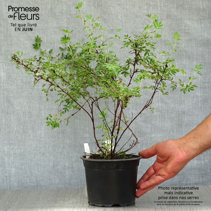 Ejemplar de Potentilla fruticosa Abbotswood Maceta 2L/3L entregado en verano