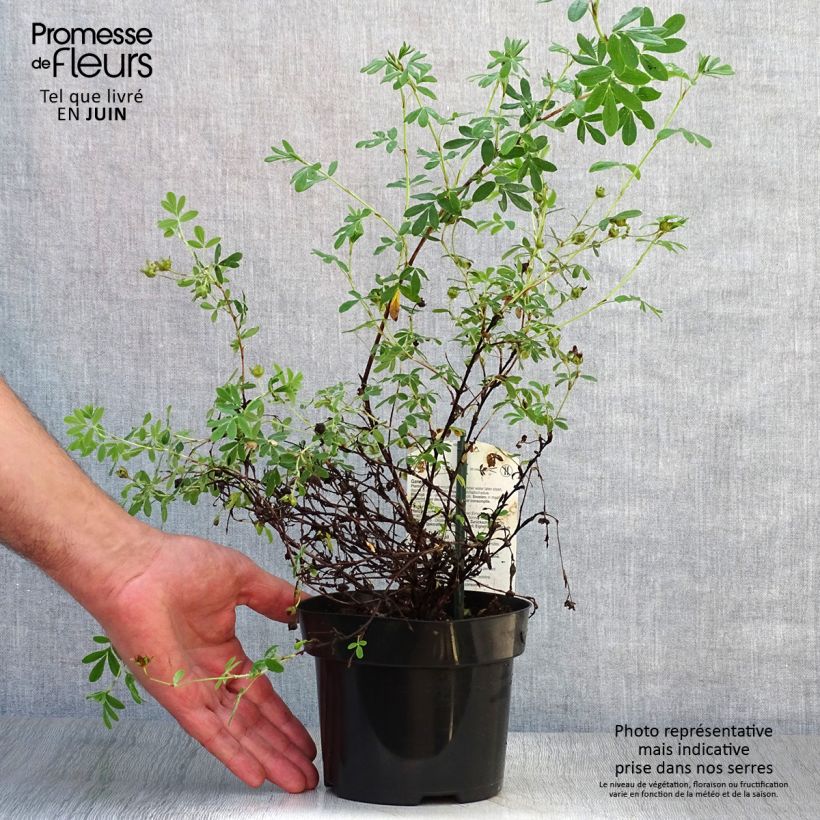 Ejemplar de Potentilla fruticosa Abbotswood Maceta 1L/1,5L entregado en verano