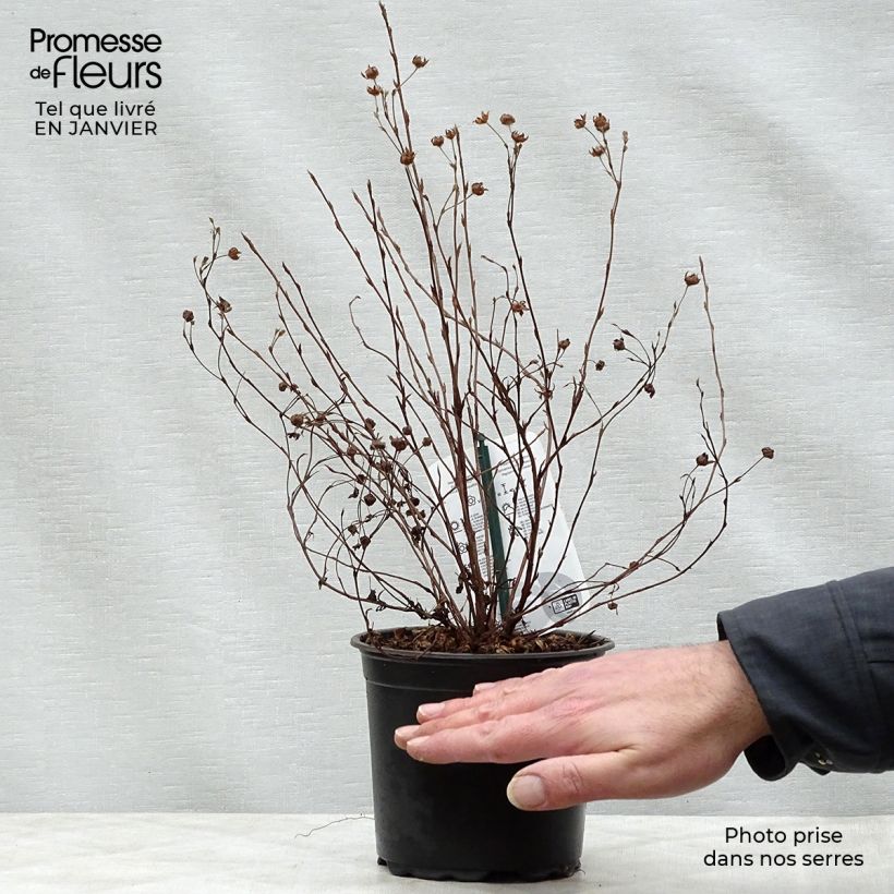 Potentilla fruticosa Abbotswood Maceta 1L/1,5L Ejemplar entregado en invierno