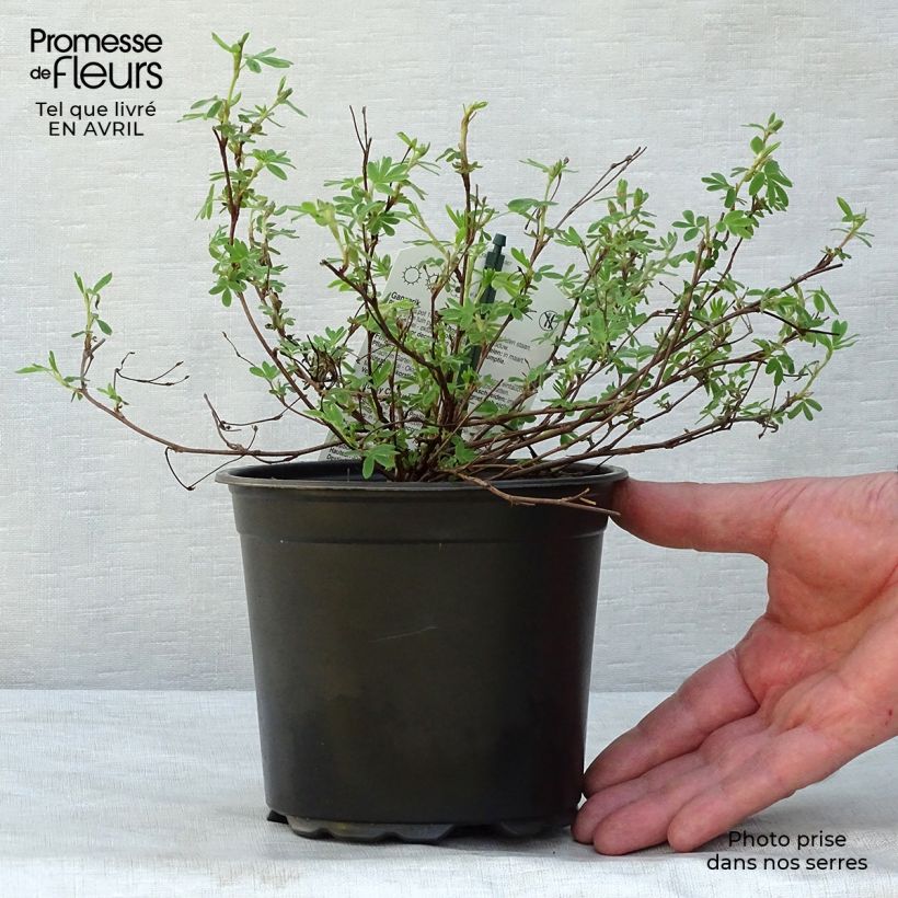 Potentilla fruticosa Abbotswood Maceta 1L/1,5L Ejemplar entregado en la primavera