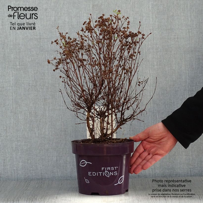 Potentilla fruticosa Mandarin Tango Maceta 2L/3L Ejemplar entregado en invierno